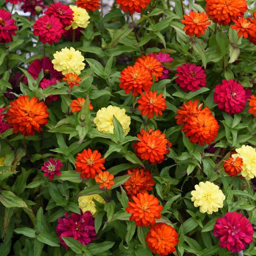 (Z) Zinnia Zahara Double Mixed seeds 0.03g (416028)