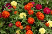 (Z) Zinnia Zahara Double Mixed seeds 0.03g (416028)