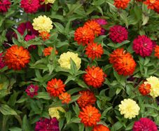 (Z) Zinnia Zahara Double Mixed seeds 0.03g (416028)