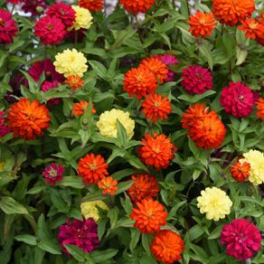 (Z) Zinnia Zahara Double Mixed seeds 0.03g (416028)