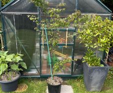 Zelkova serrata tree