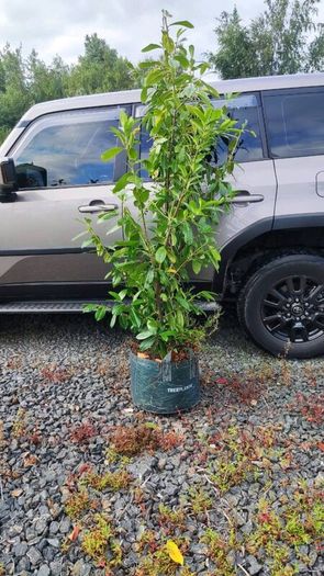 Laurel Hedging in 5 litre pots 4ft just 5 euro