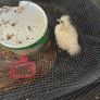 Chickens Image 5