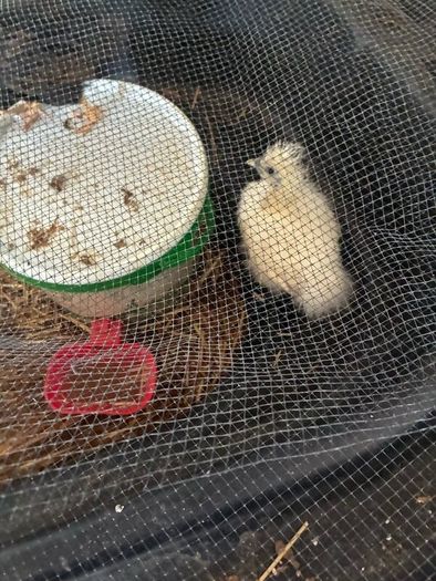 Chickens