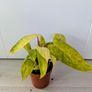 Philodendron Painted Lady Plant Image 5