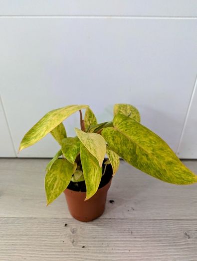 Philodendron Painted Lady Plant