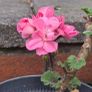 Geranium plants Image 2