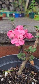 Geranium plants