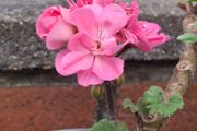 Geranium plants