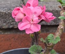 Geranium plants