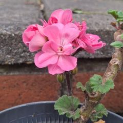 Geranium plants