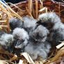 Usa Silkie Chicks Image 10