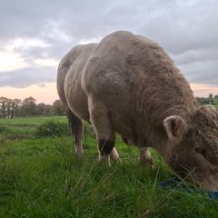 Pedigree charolais bull