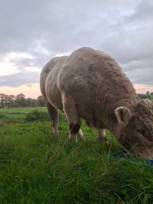 Pedigree charolais bull