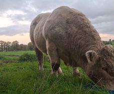 Pedigree charolais bull