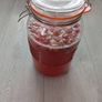 Fresh Kombucha SCOBY Strong Starter Tea Healthy Home Brew Image 3