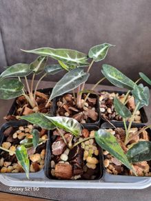 Alocasia Bambino Aurea Variegated - Baby Plant