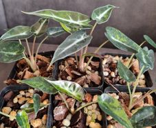 Alocasia Bambino Aurea Variegated - Baby Plant