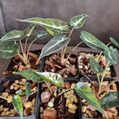 Alocasia Bambino Aurea Variegated - Baby Plant