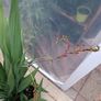Large Lucifer Plant Image 3