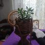 Vintage Wicker Dolls Chair Image 4