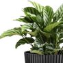 8 Pack Plant Pots Image 8