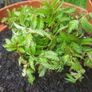 Japanese Strawberry-Raspberry plants 2l pot available in September 2024 Image 2