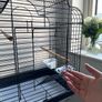 Black Bird/Parrot Cage Image 5