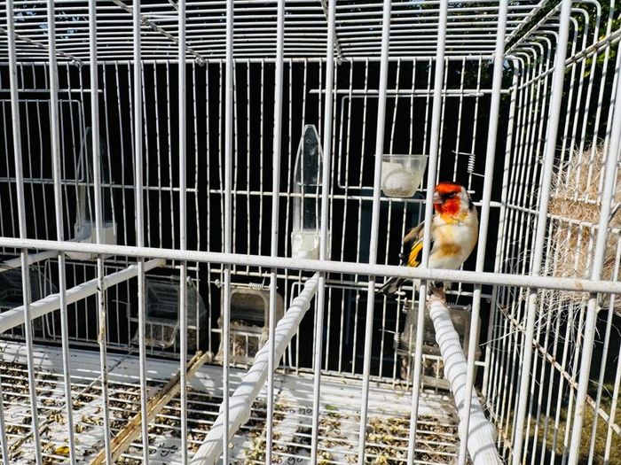 Serbian goldfinch