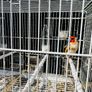 Serbian goldfinch Image 2