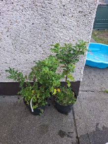 Holly Plants