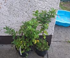 Holly Plants