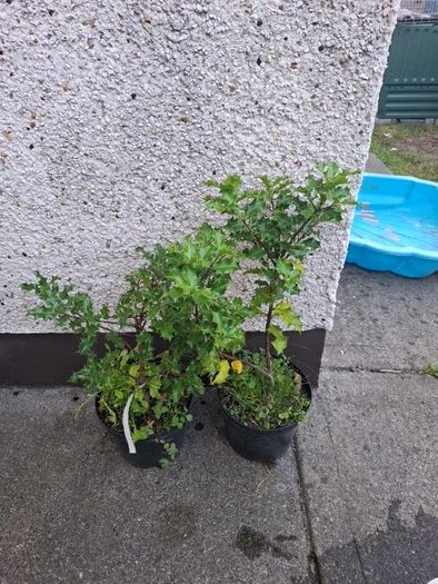 Holly Plants