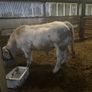Purebred Charolais Bull Image 2