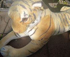 large Tiger teddy for collection today Dublin 13