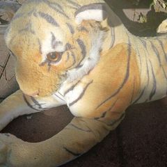 large Tiger teddy for collection today Dublin 13