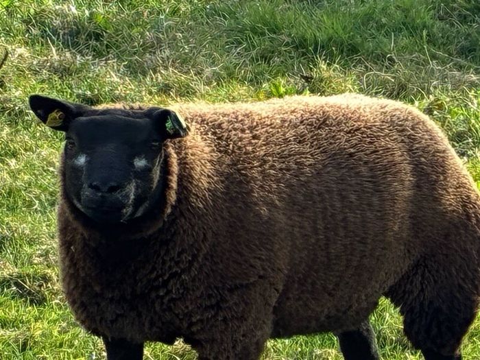 Blue TEXEL pedigree sheep