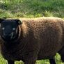 Blue TEXEL pedigree sheep Image 4