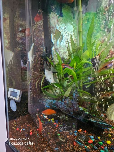 aquarium with fish and full equipment