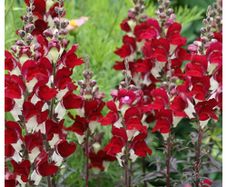 (S) Snapdragon Night and Day seeds 0.2g (415908)