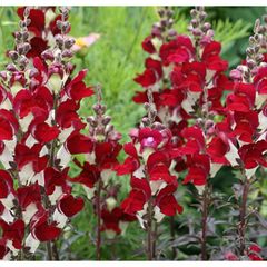 (S) Snapdragon Night and Day seeds 0.2g (415908)