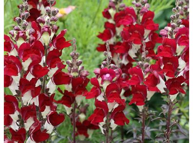 (S) Snapdragon Night and Day seeds 0.2g (415908)