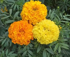 (M) African Marigold Crackerjack seeds 1g (414499)