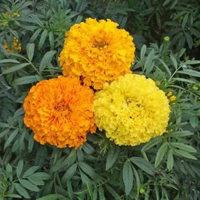 (M) African Marigold Crackerjack seeds 1g (414499)