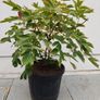 Tree Peony Image 7