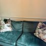 2 x large scatterbox cushions Image 9