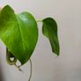 No.6 Monstera Green on Green Image 3
