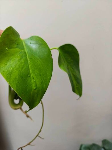 No.6 Monstera Green on Green