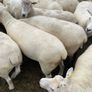 Organic sheep for Ballyjamesduff breeding sale Image 6