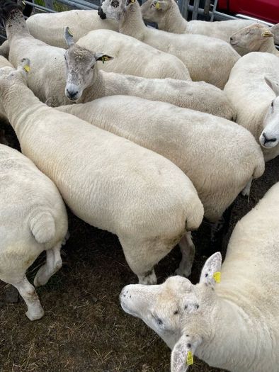 Organic sheep for Ballyjamesduff breeding sale